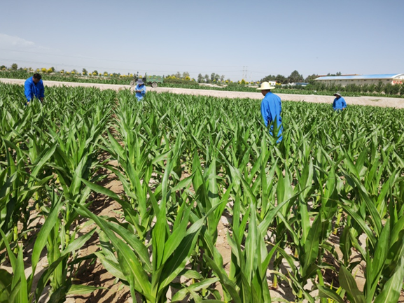 三抓三促進(jìn)行時 | 加速新品種研發(fā) 凸顯核心競爭力 為種業(yè)振興插上科技創(chuàng)新的翅膀 —— 敦煌種業(yè)研究院“三抓三促”行動紀(jì)實(shí)